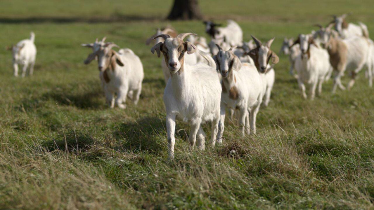 How one can Home and Fence Goats