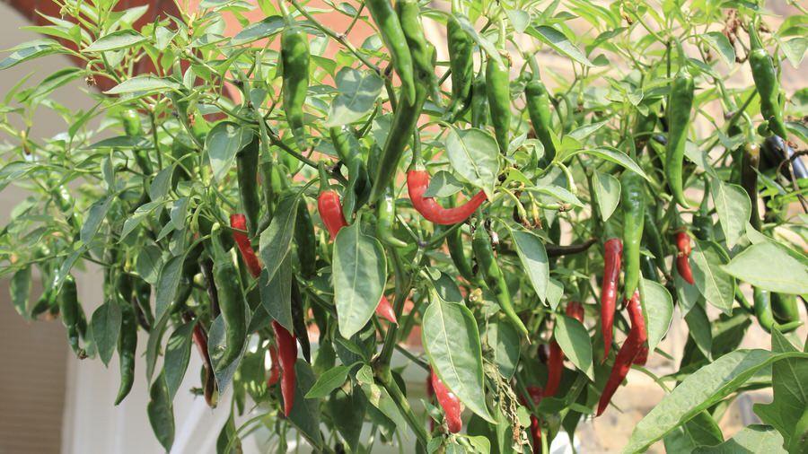 Why chillies are such an ideal option to develop in containers