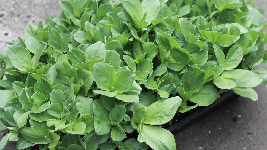 develop fava bean shoots