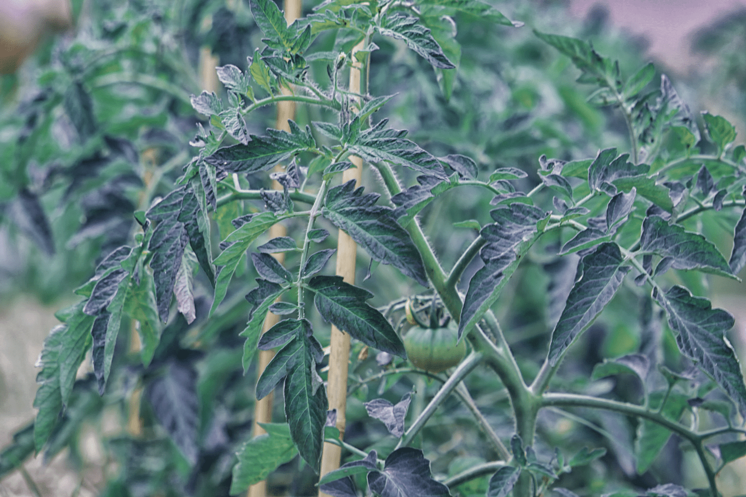 Why Are My Tomato Leaves Turning Purple?