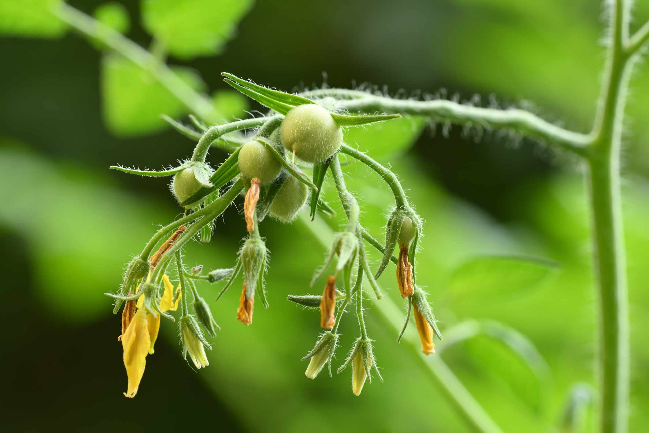 22 Tomato Illnesses: Identification, Therapy and Prevention