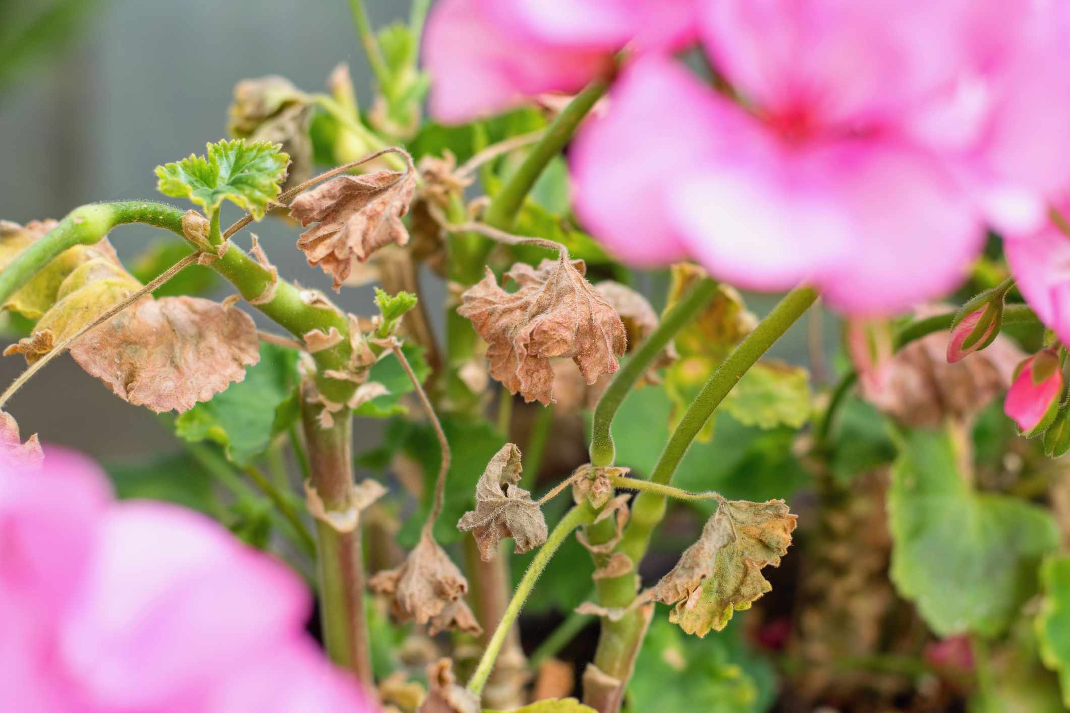 7 Frequent Causes Why Geranium Leaves Flip Yellow