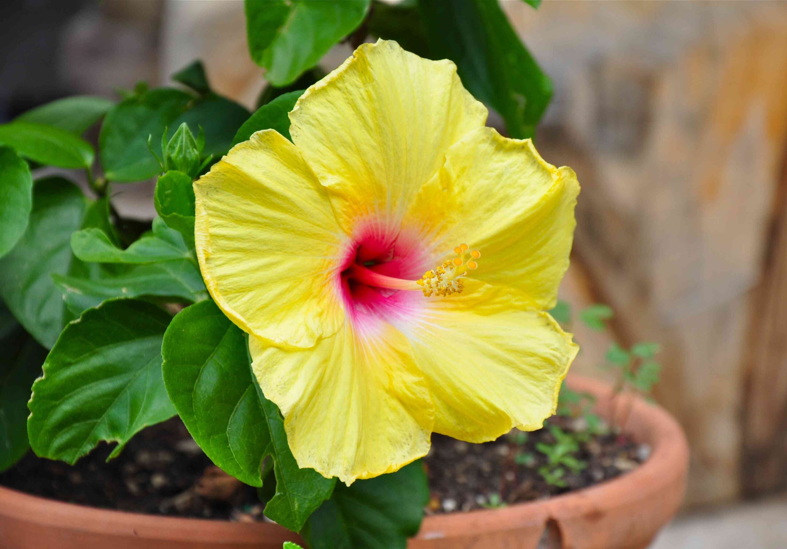 7 Causes Why Your Hibiscus Leaves Are Turning Yellow