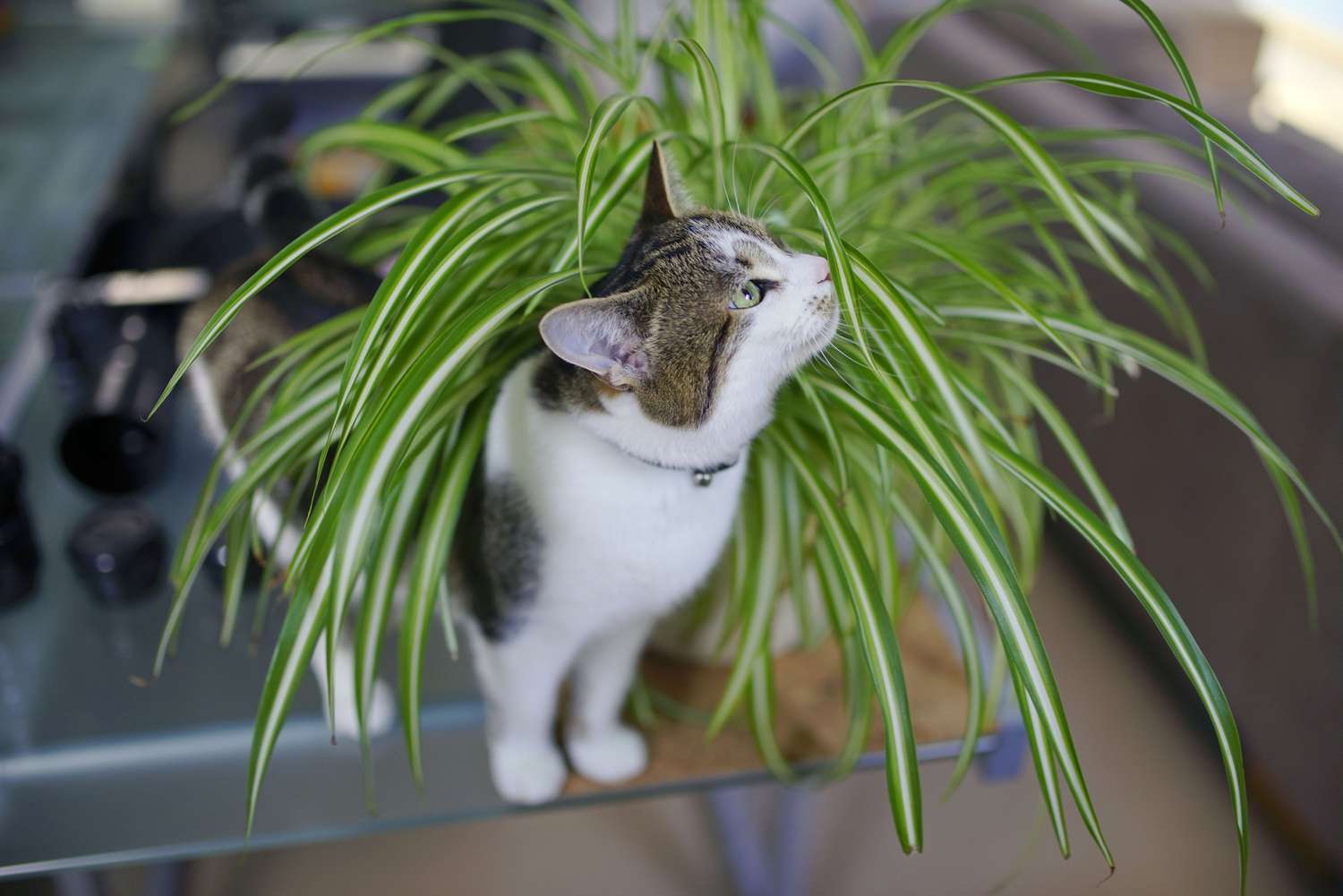 15 Pet-Pleasant Houseplants to Undertake Into Your House