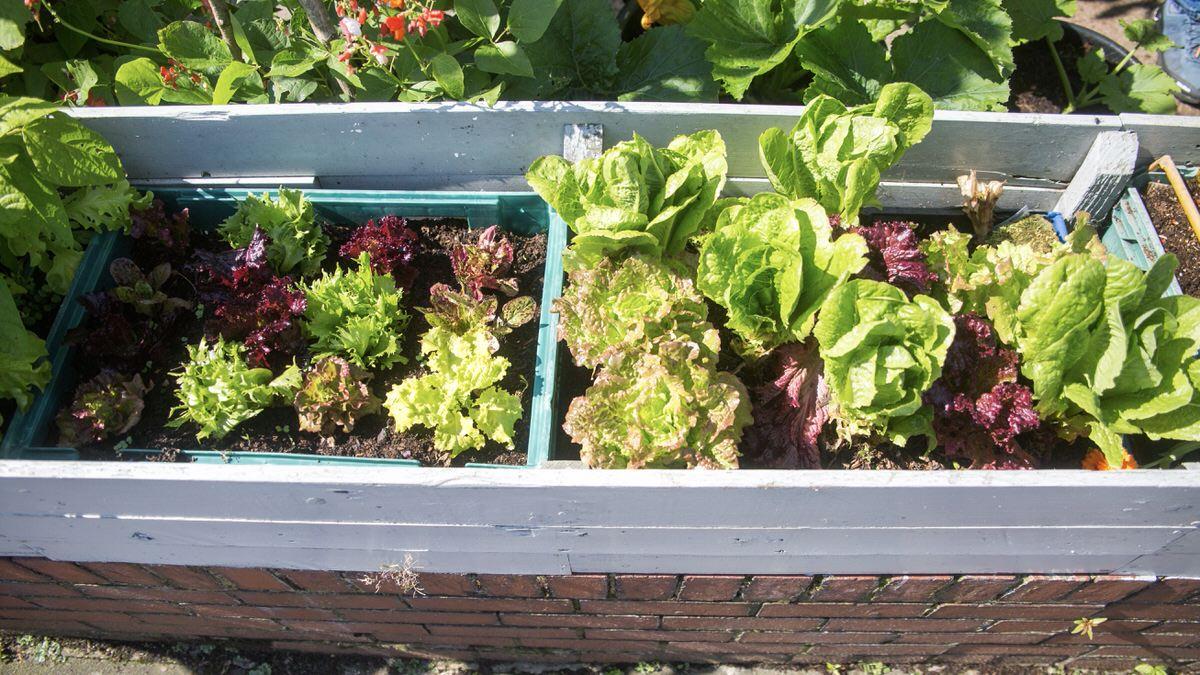 Successes in a moist, windy & overcast yr + a chicory recipe