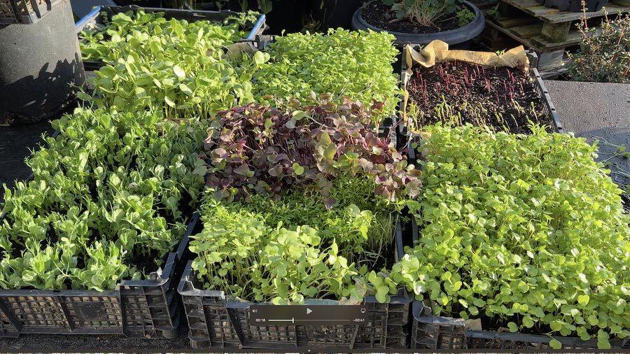 Contemporary Salad Each Day? Rising Microgreens at House in a Small House