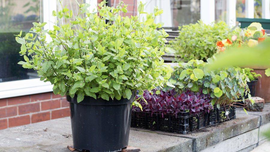 Mint for all times… (the key of retaining grocery store mint alive)