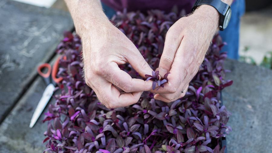 Easy methods to develop Orach in containers