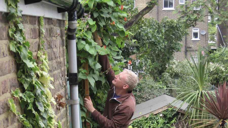 Find out how to Develop Runner Beans in Containers