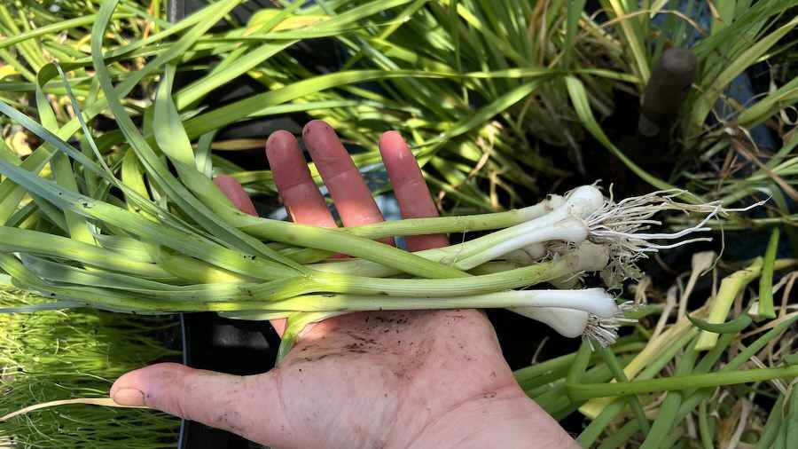 The best way to develop LOTS of spring onions / scallions in a single pot