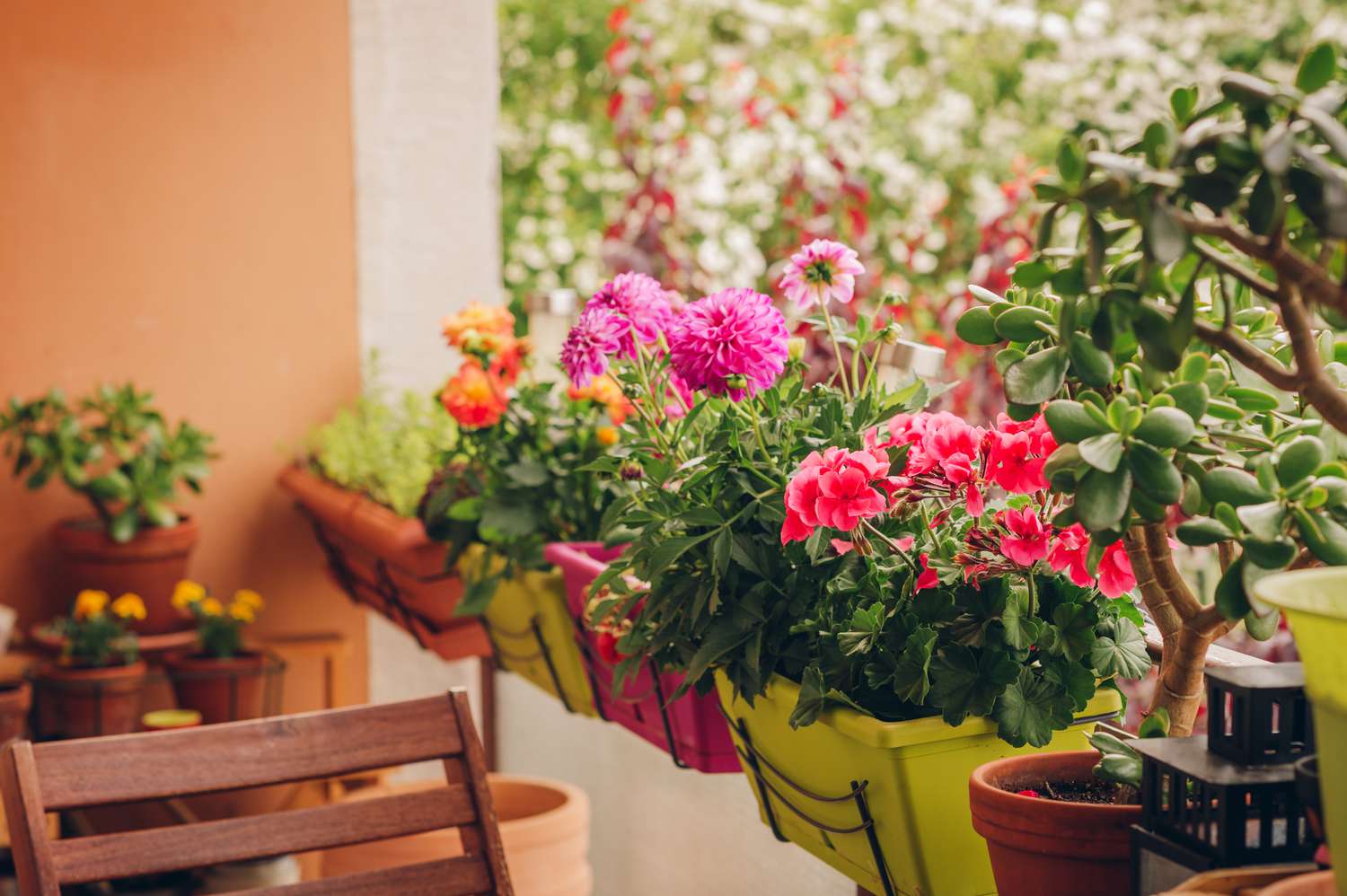 15 Finest Balcony Crops