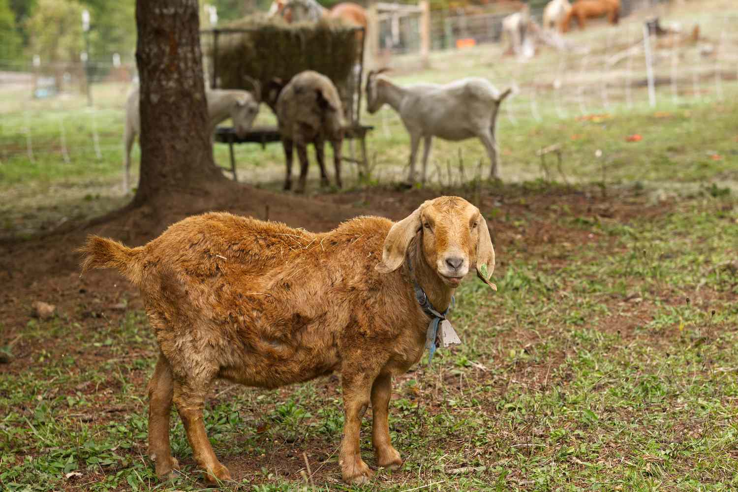 How one can Feed and Have a tendency Goats on Small Farms