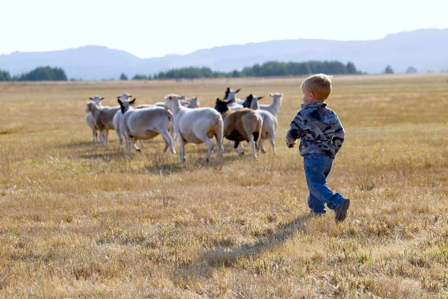 Elevating Sheep on a Small Farm