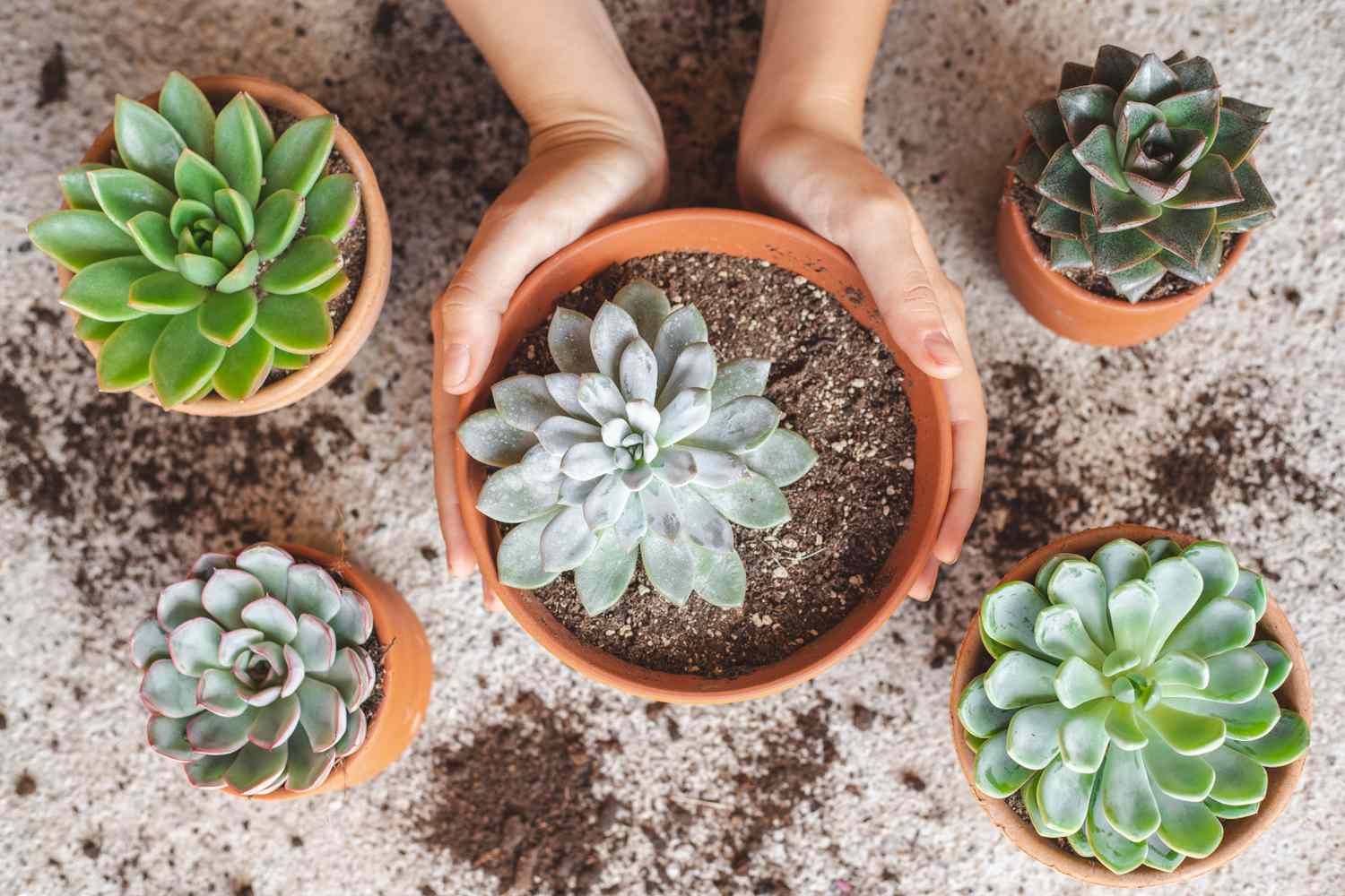 The Greatest Soil for Succulents: Vitamins, Drainage, and Texture