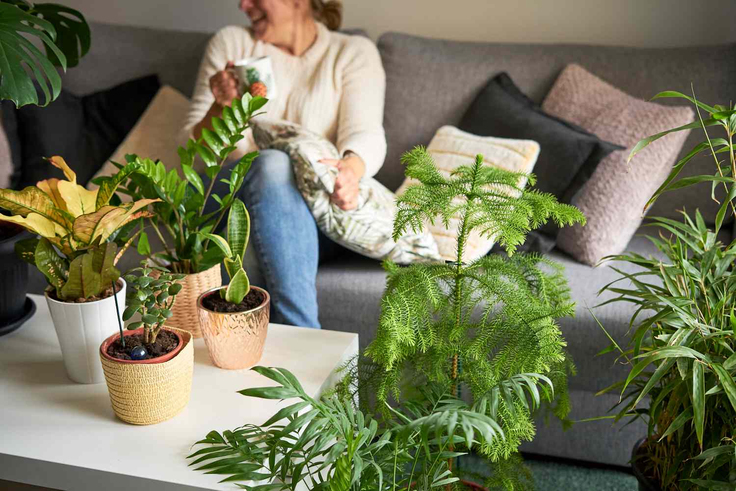 12 Massive Indoor Vegetation to Make a Inexperienced Assertion