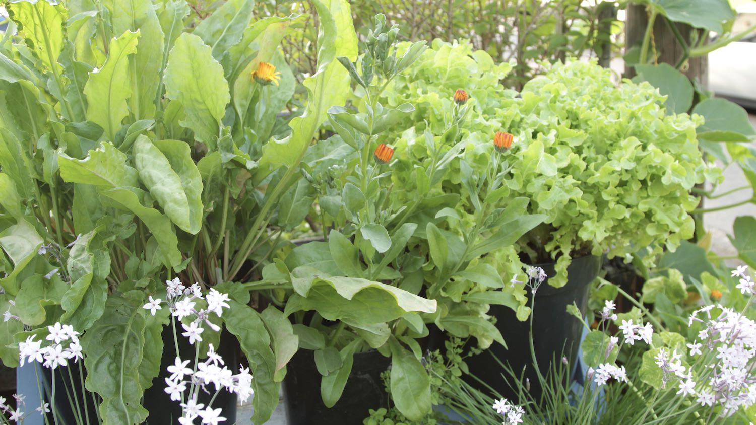 Does companion planting in containers work?