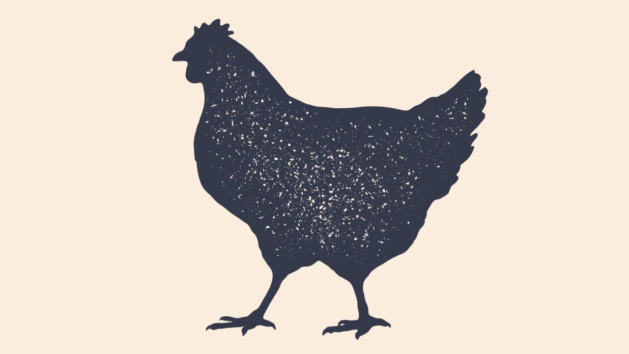How Lengthy Do Chickens Reside?