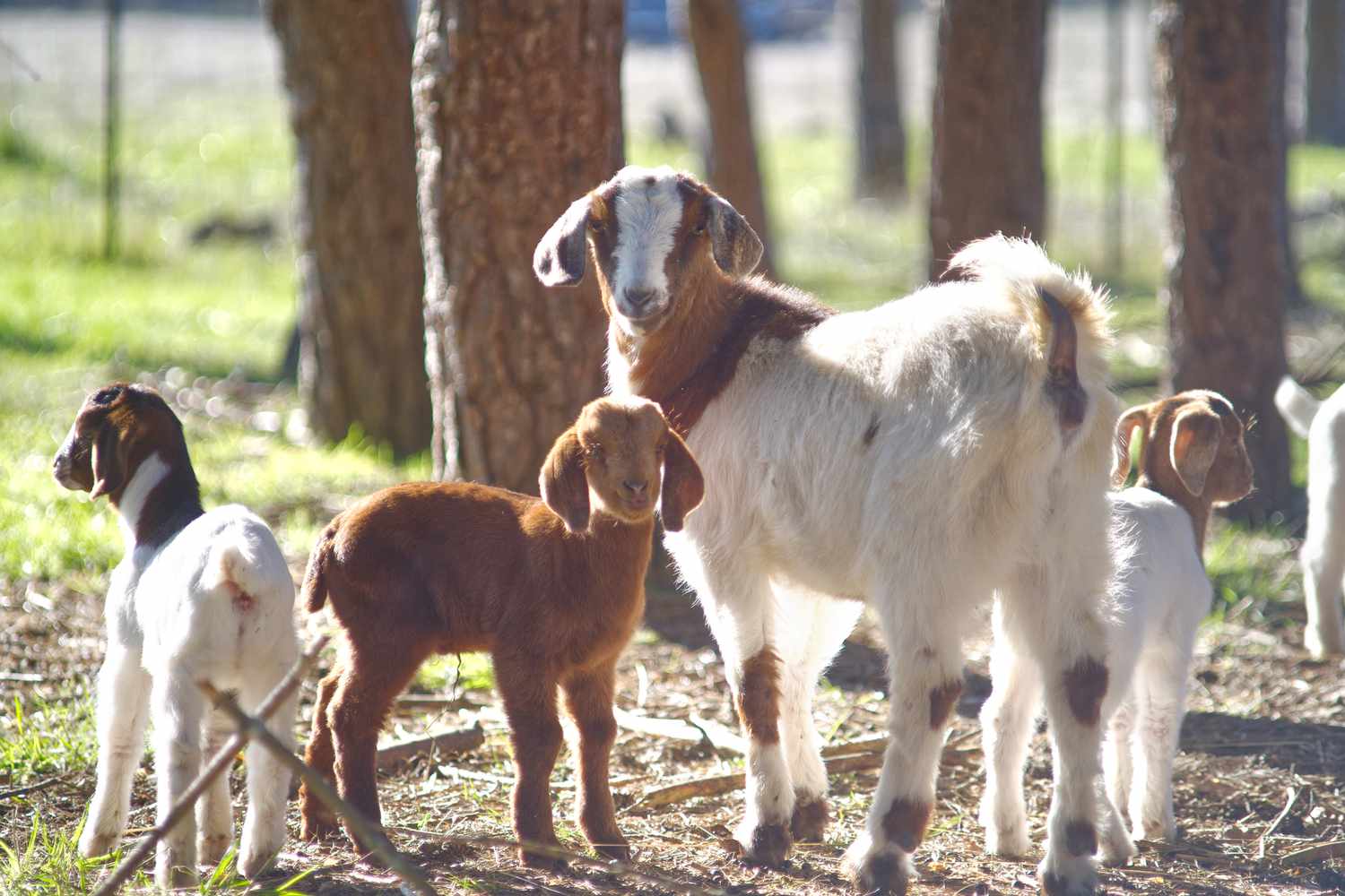 Methods to Increase and Look after Child Goats