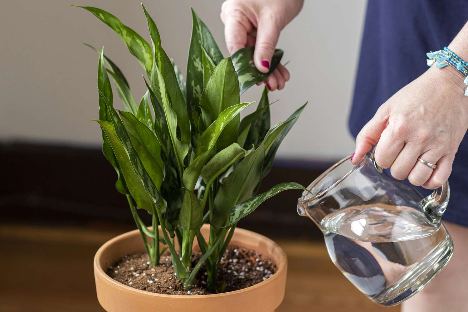 How one can Water Houseplants Appropriately